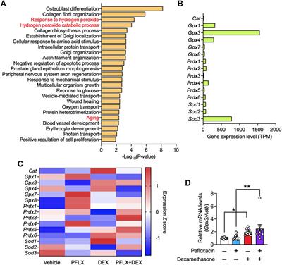 Increased expression of glutathione peroxidase 3 prevents <mark class="highlighted">tendinopathy</mark> by suppressing oxidative stress